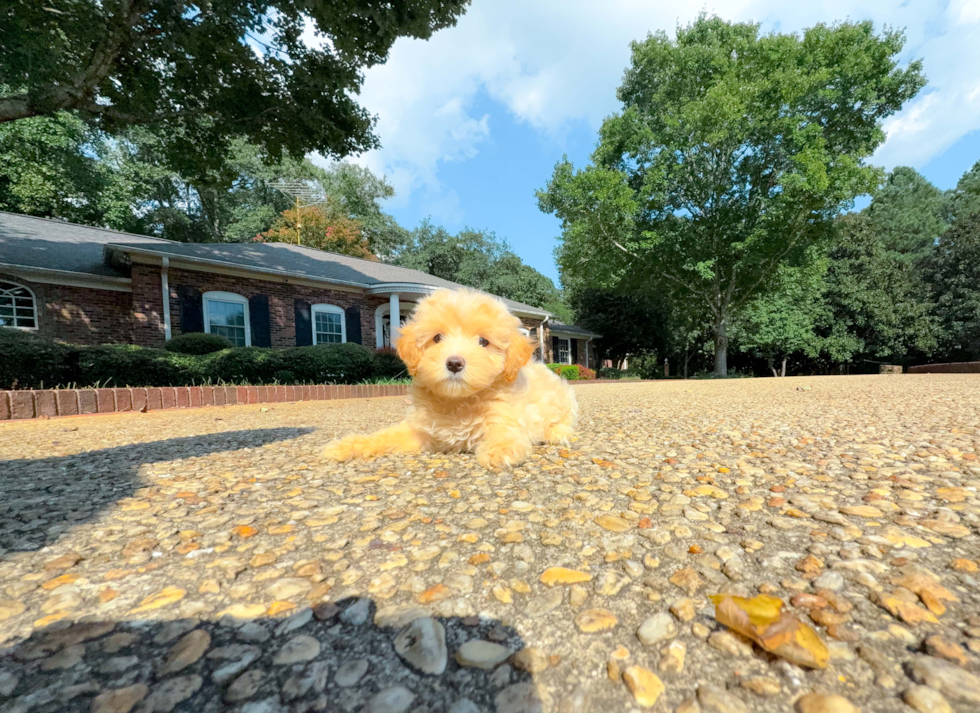 Cute Maltipoo Baby