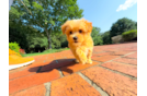 Cute Maltipoo Baby