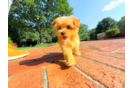 Maltipoo Puppy for Adoption