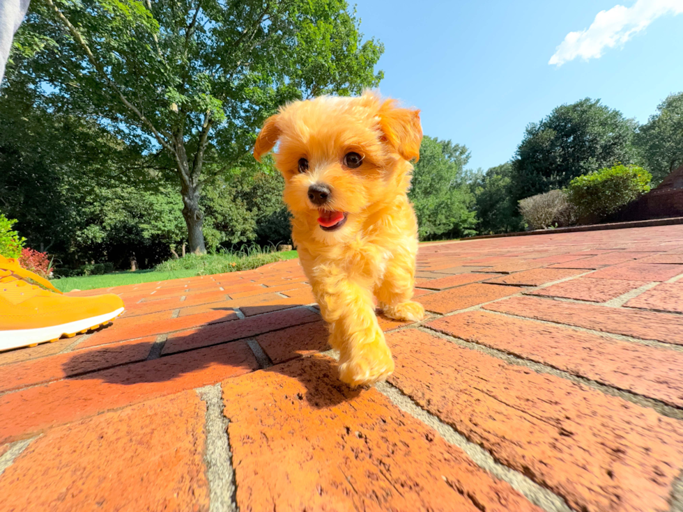 Maltipoo Puppy for Adoption