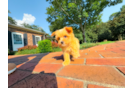 Maltipoo Puppy for Adoption