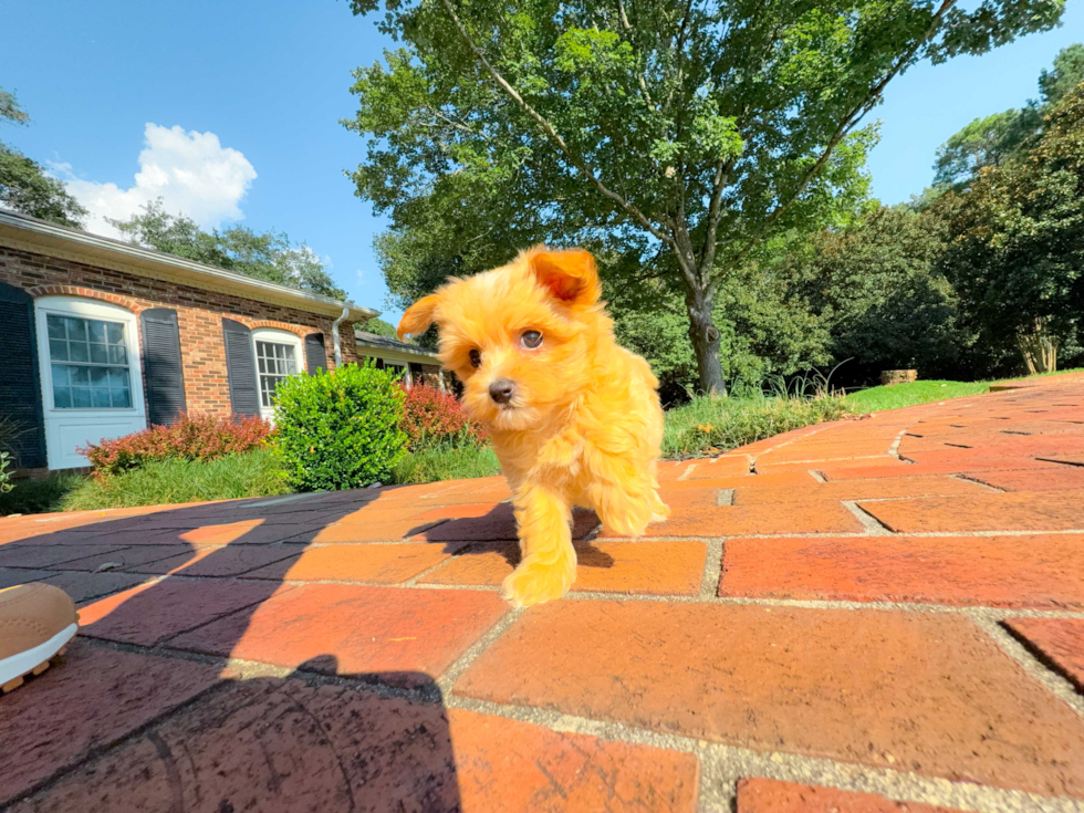 Maltipoo Puppy for Adoption