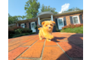 Maltipoo Puppy for Adoption