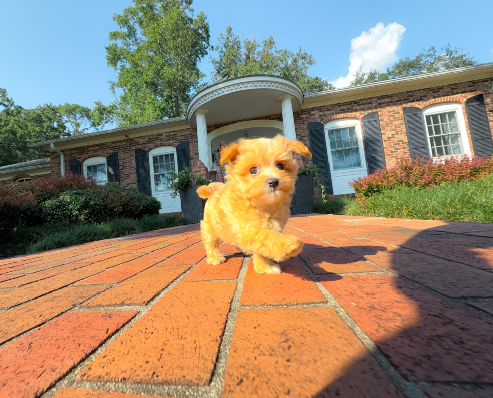 Maltipoo Puppy for Adoption