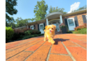 Cute Maltipoo Baby