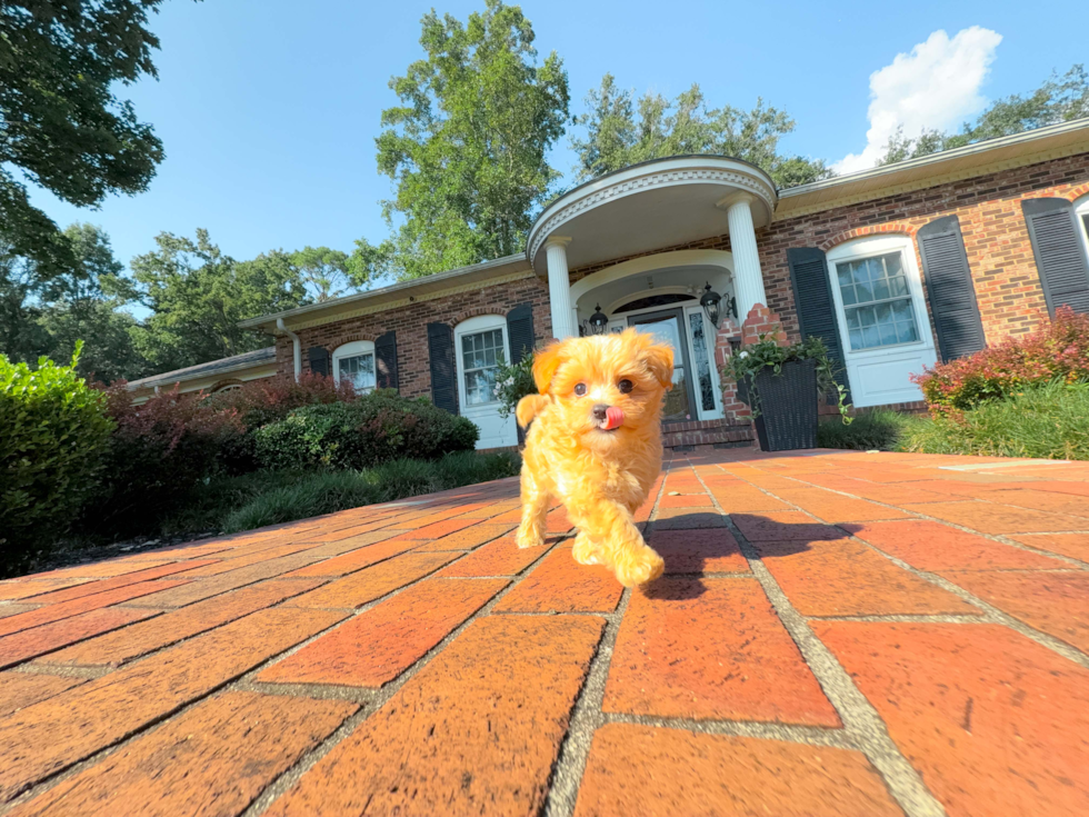Cute Maltipoo Baby