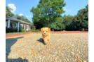 Cute Maltipoo Poodle Mix Pup