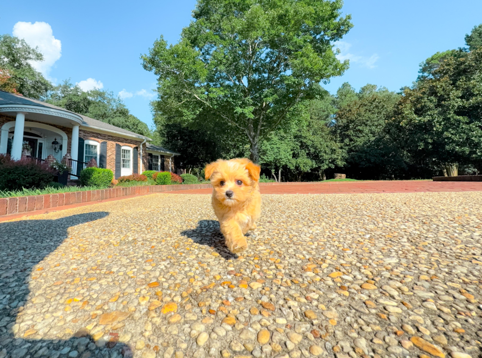 Cute Maltipoo Poodle Mix Pup