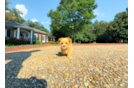 Cute Maltipoo Baby