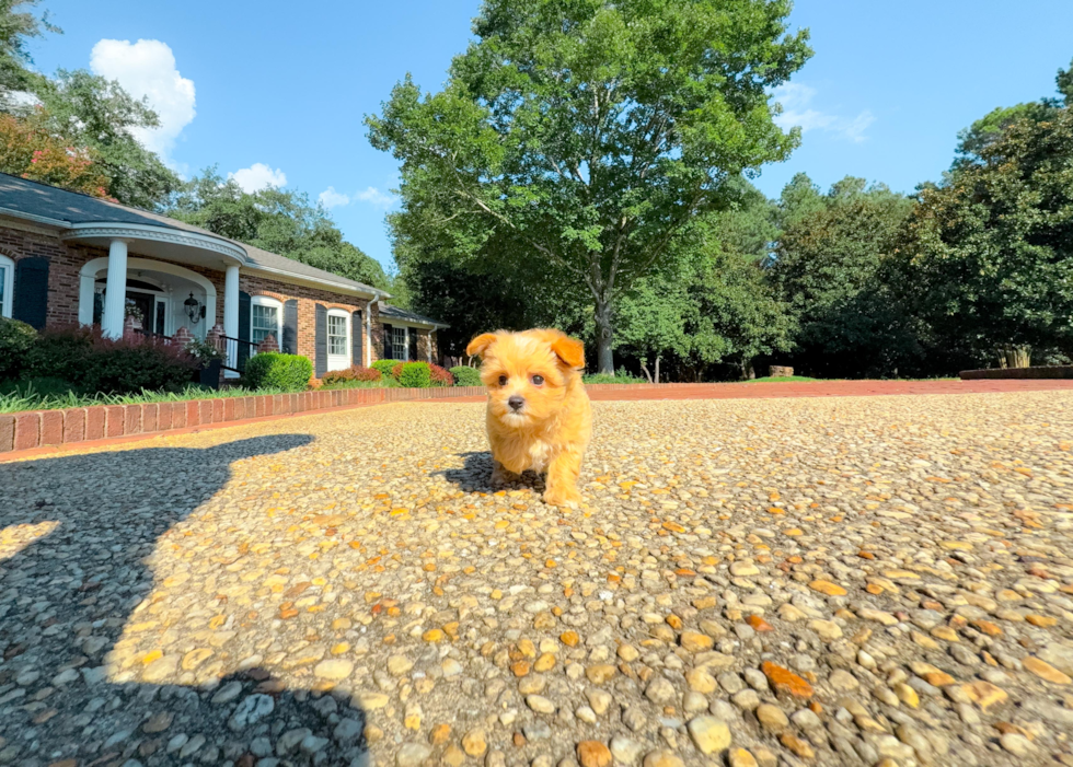 Cute Maltipoo Baby
