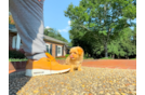 Maltipoo Puppy for Adoption