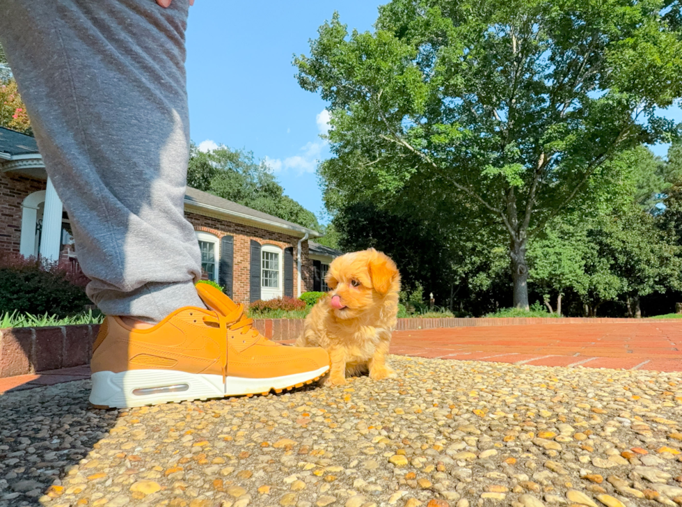 Maltipoo Puppy for Adoption
