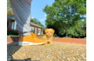 Maltipoo Puppy for Adoption