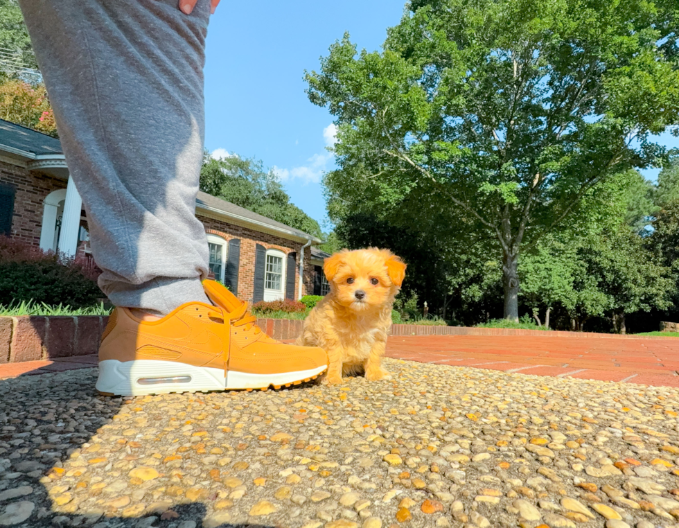 Maltipoo Puppy for Adoption