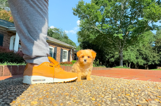 Maltipoo Puppy for Adoption