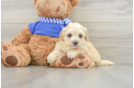 Maltipoo Pup Being Cute