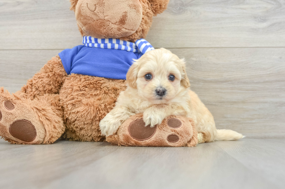 6 week old Maltipoo Puppy For Sale - Simply Southern Pups