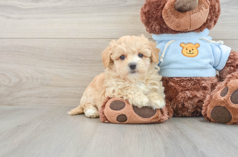 7 week old Maltipoo Puppy For Sale - Simply Southern Pups