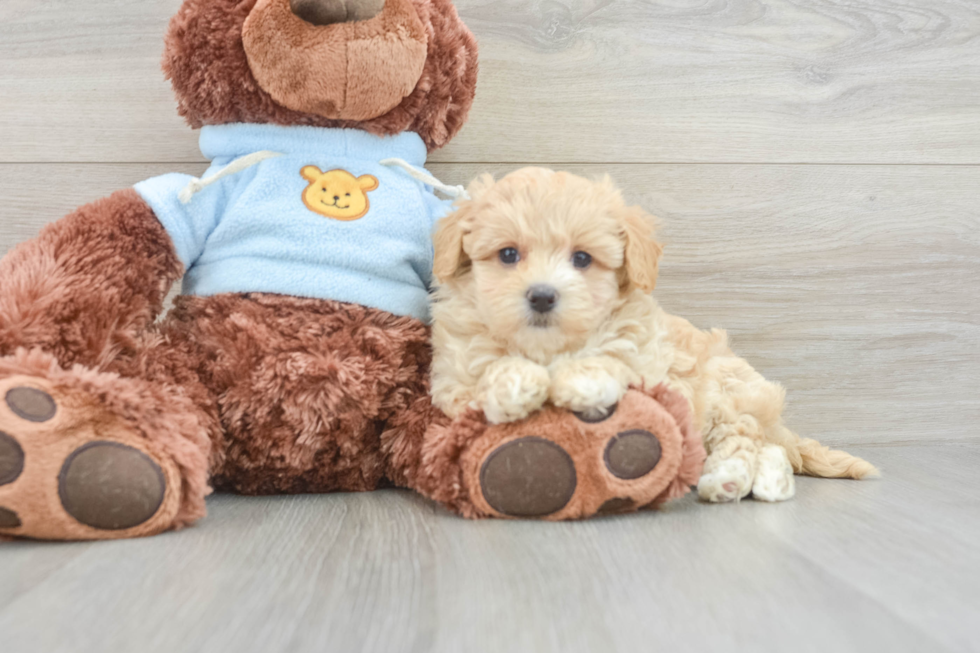 Maltipoo Pup Being Cute