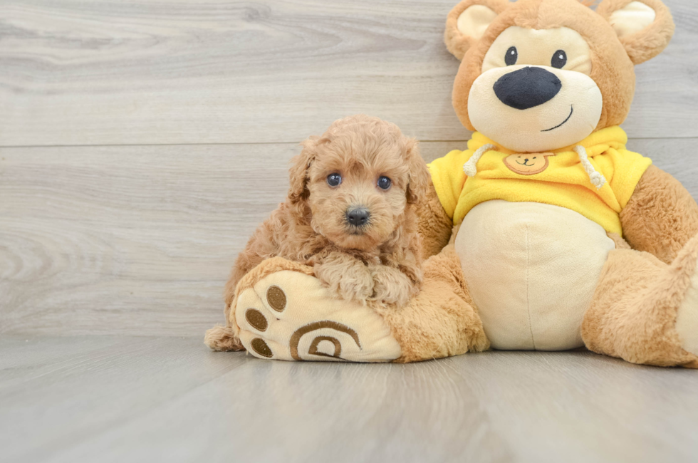 5 week old Maltipoo Puppy For Sale - Simply Southern Pups