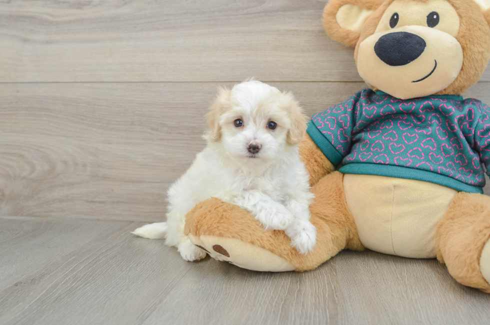 7 week old Maltipoo Puppy For Sale - Simply Southern Pups
