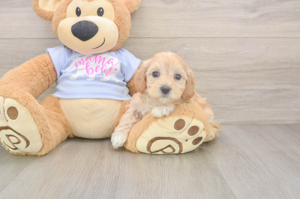 5 week old Maltipoo Puppy For Sale - Simply Southern Pups