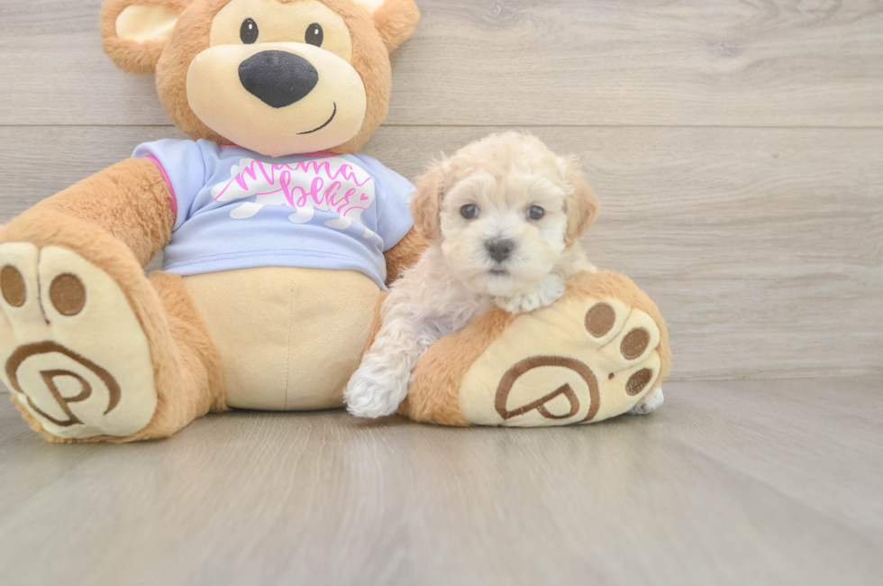 5 week old Maltipoo Puppy For Sale - Simply Southern Pups