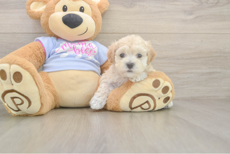 Meet Tofu - our Maltipoo Puppy Photo  1/3 - Simply Southern Pups Cute Maltipoo Baby