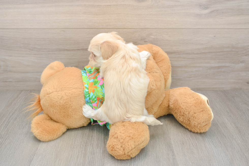 Funny Maltipoo Poodle Mix Pup