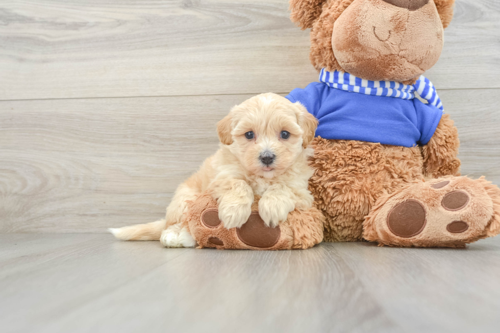 Maltipoo Puppy for Adoption