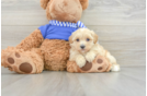 Maltipoo Puppy for Adoption