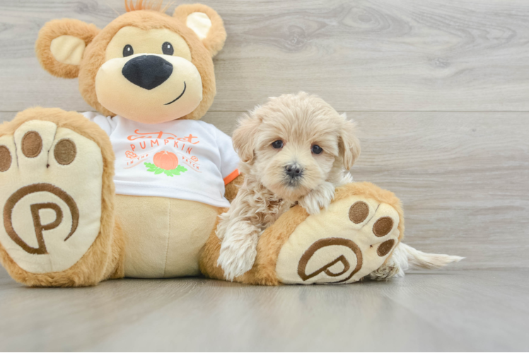 Best Maltipoo Baby