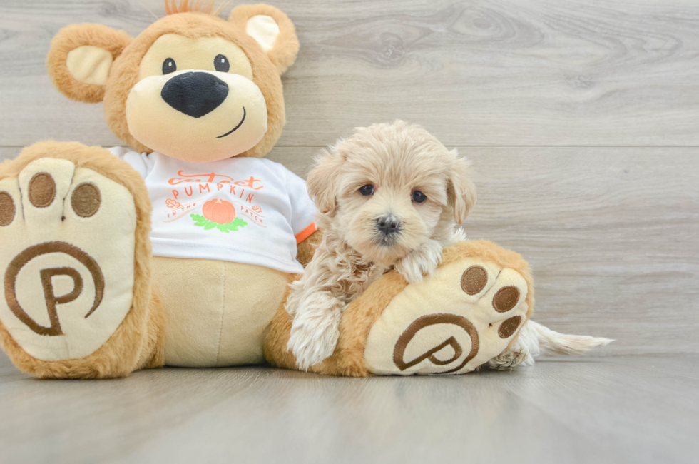 5 week old Maltipoo Puppy For Sale - Simply Southern Pups