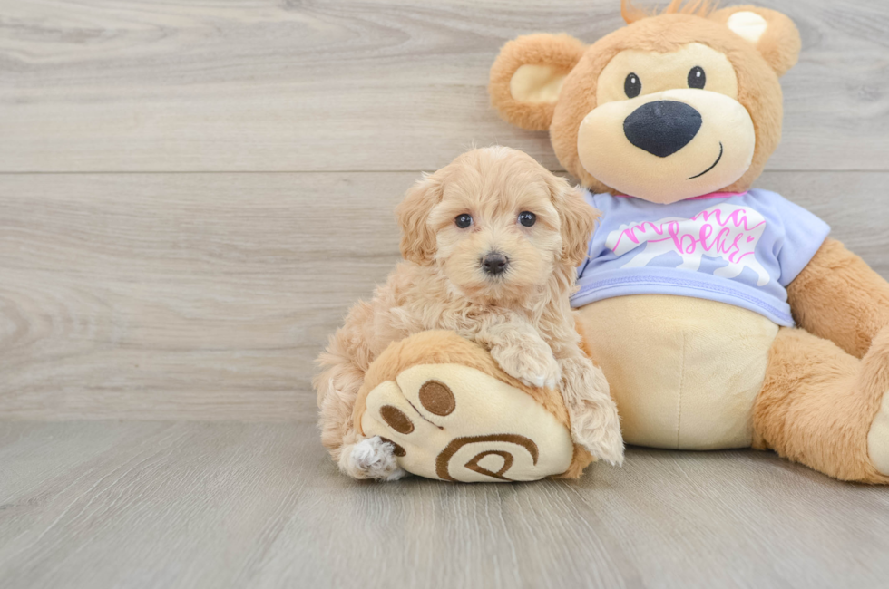 6 week old Maltipoo Puppy For Sale - Simply Southern Pups