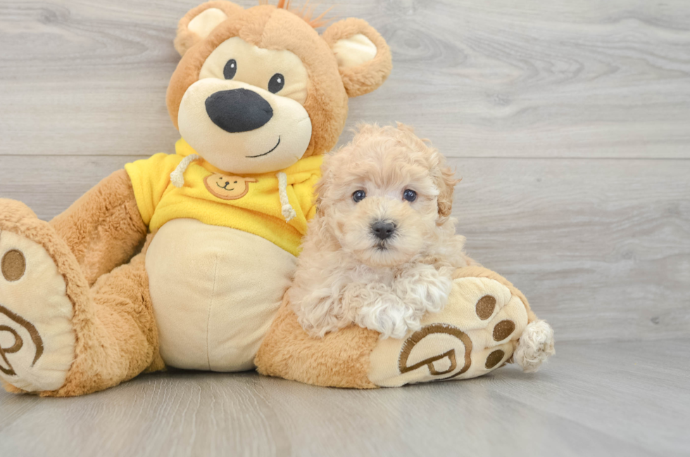 5 week old Maltipoo Puppy For Sale - Simply Southern Pups