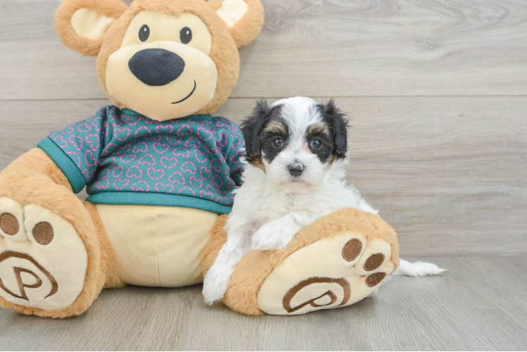 Best Maltipoo Baby