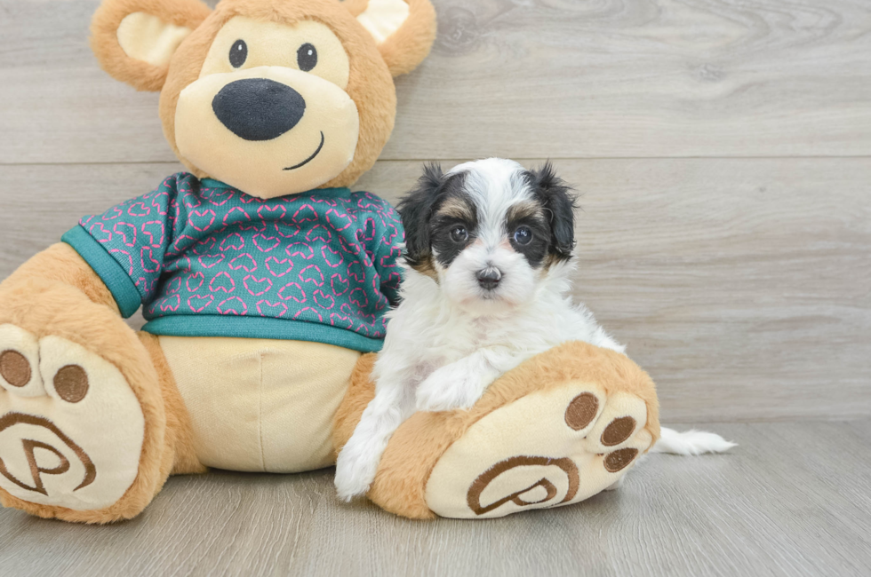 7 week old Maltipoo Puppy For Sale - Simply Southern Pups