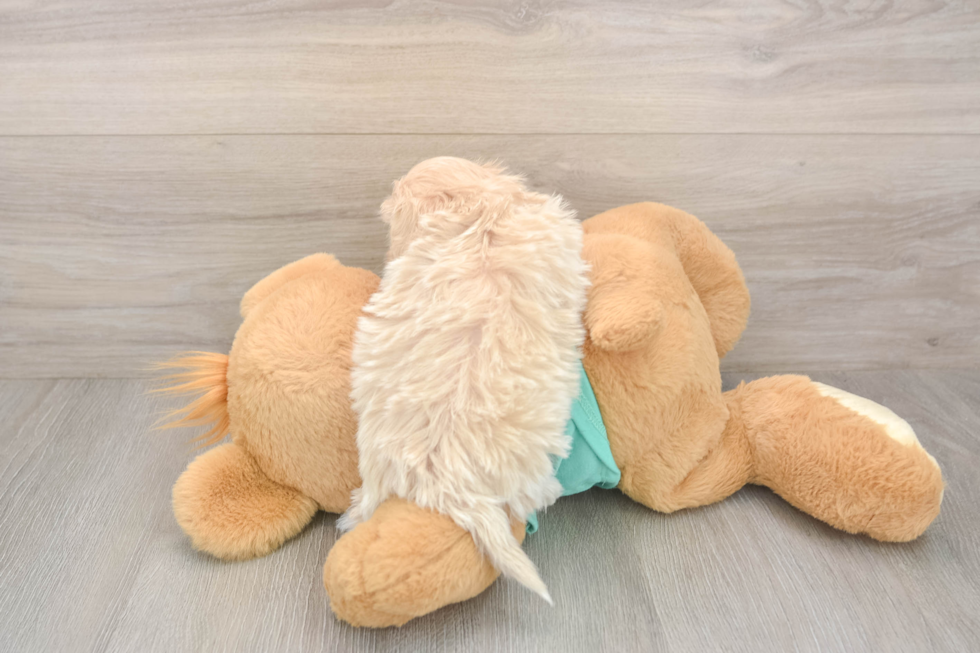 Little Multipoo Poodle Mix Puppy