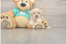 Playful Malt a Poo Poodle Mix Puppy