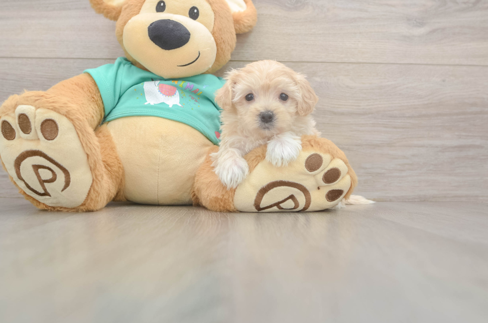 5 week old Maltipoo Puppy For Sale - Simply Southern Pups