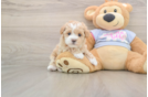 Maltipoo Puppy for Adoption