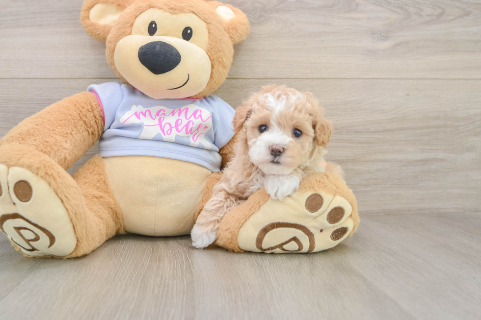 Playful Malt a Poo Poodle Mix Puppy