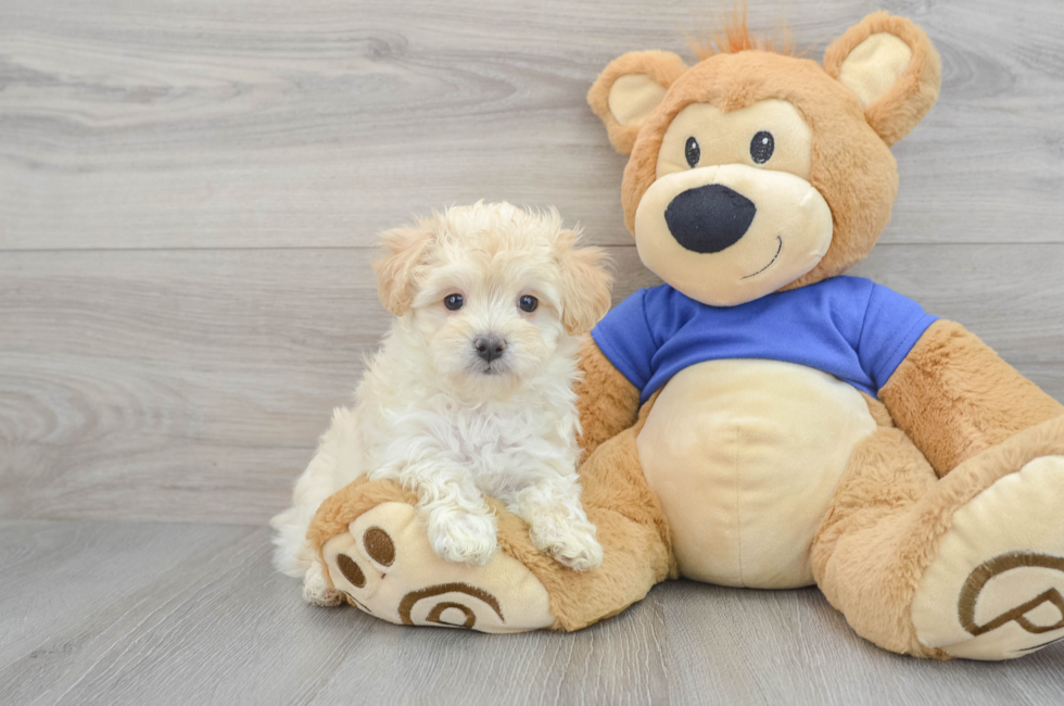 6 week old Maltipoo Puppy For Sale - Simply Southern Pups