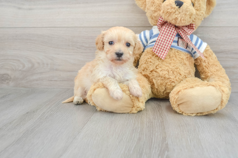 7 week old Maltipoo Puppy For Sale - Simply Southern Pups