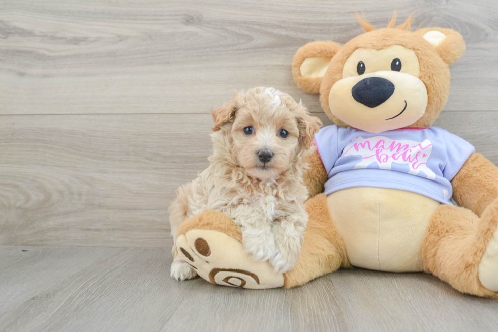 Petite Maltipoo Poodle Mix Pup