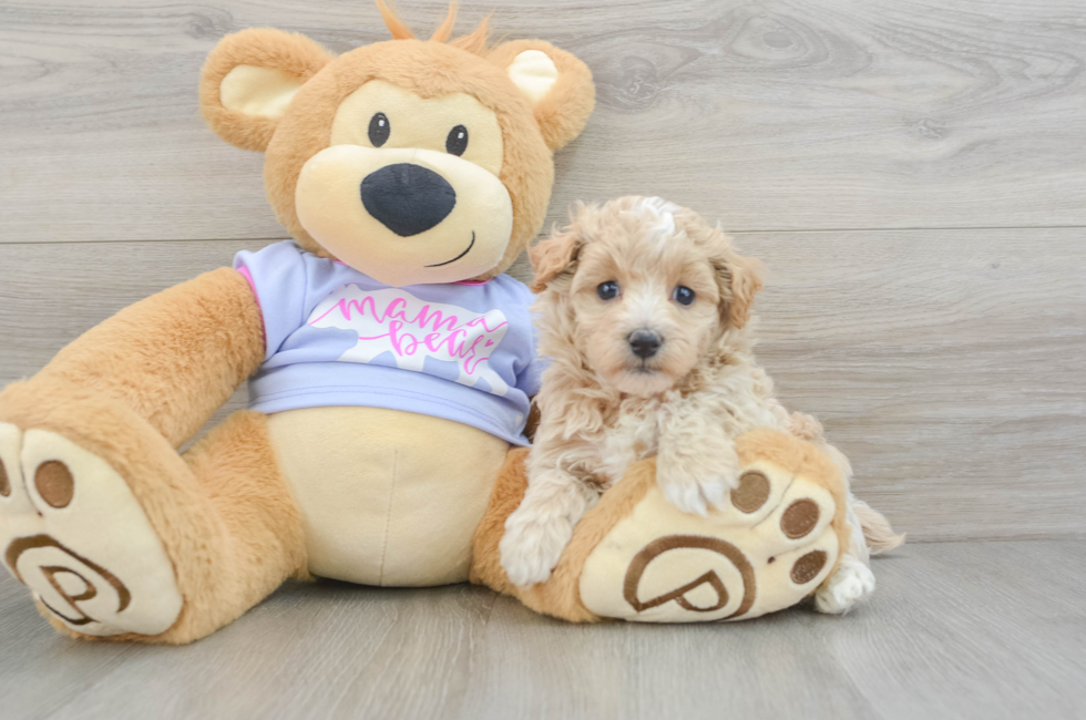 5 week old Maltipoo Puppy For Sale - Simply Southern Pups