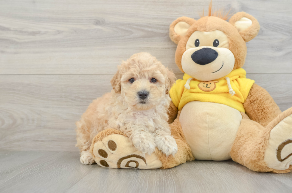 5 week old Maltipoo Puppy For Sale - Simply Southern Pups