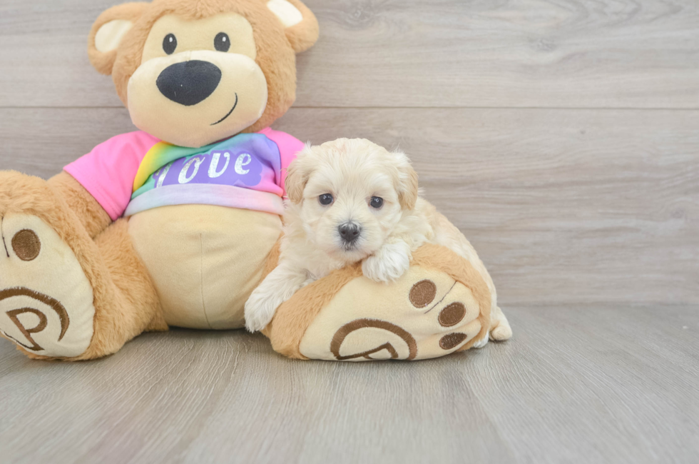 6 week old Maltipoo Puppy For Sale - Simply Southern Pups