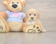 8 week old Maltipoo Puppy For Sale - Simply Southern Pups
