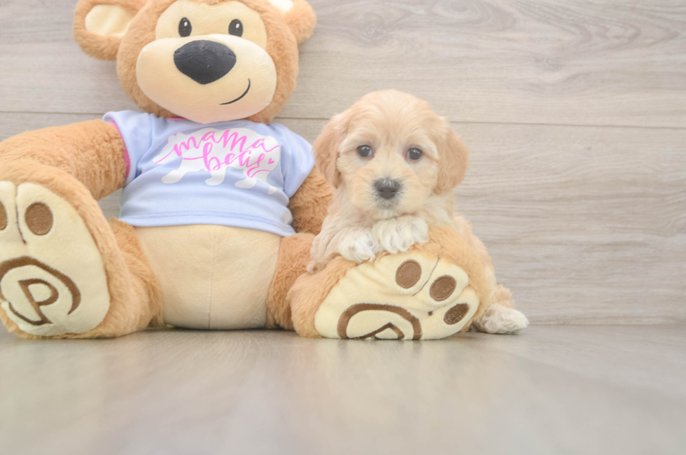 5 week old Maltipoo Puppy For Sale - Simply Southern Pups